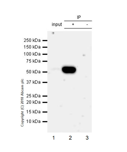 Immunoprecipitation - Anti-XBP1 antibody [EPR22004] - BSA and Azide free (AB238456), expandable thumbnail