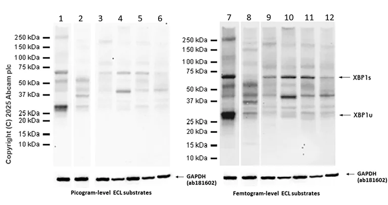 Western blot - Anti-XBP1 antibody [EPR22004] - BSA and Azide free (AB238456)