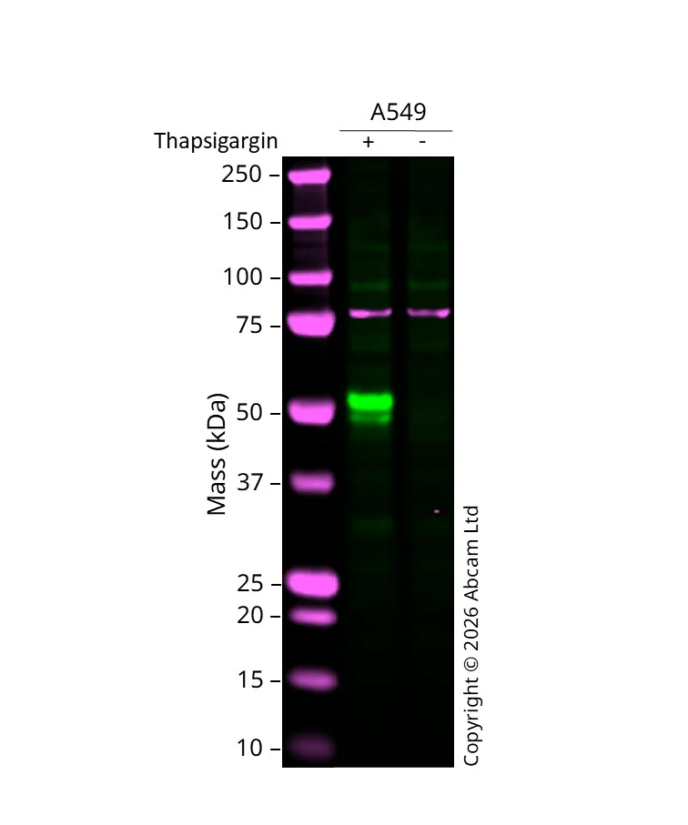 Western blot - Anti-XBP1 antibody [EPR22004] - BSA and Azide free (AB238456)