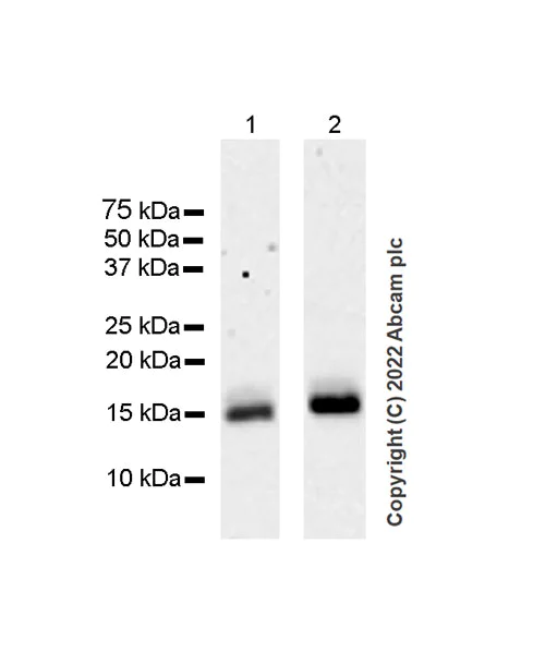 Western blot - Anti-XCL1+XCL2 antibody [EPR26181-30] (AB302522)