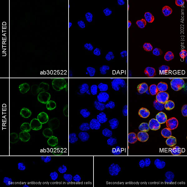 Immunocytochemistry - Anti-XCL1+XCL2 antibody [EPR26181-30] (BSA and Azide free) (AB302523)