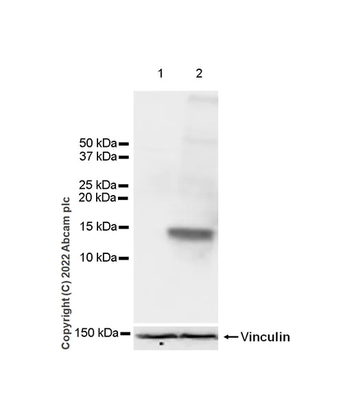 Western blot - Anti-XCL1+XCL2 antibody [EPR26181-30] (BSA and Azide free) (AB302523)