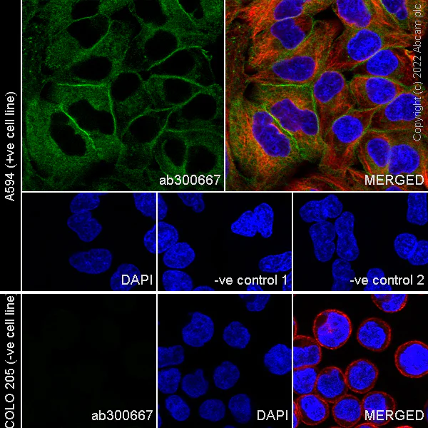 Immunocytochemistry/ Immunofluorescence - Anti-xCT antibody [3A12] (BSA and Azide free) (AB302919)