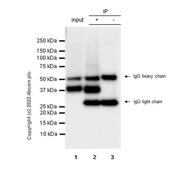 Immunoprecipitation - Anti-xCT antibody [3A12] (BSA and Azide free) (AB302919), expandable thumbnail