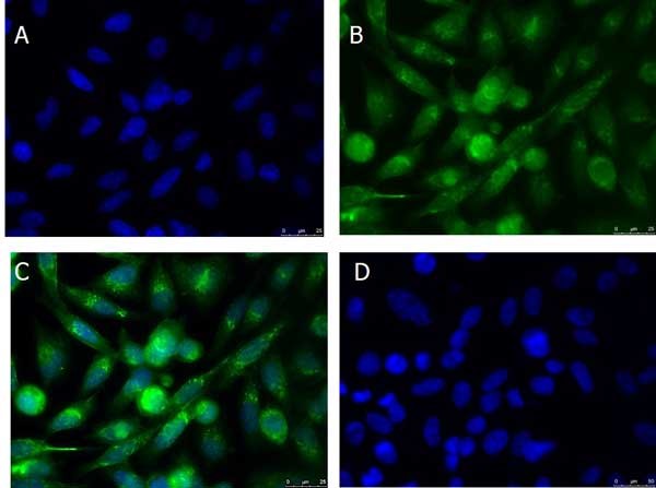 Immunocytochemistry/ Immunofluorescence - Anti-xCT antibody (AB216876), expandable thumbnail