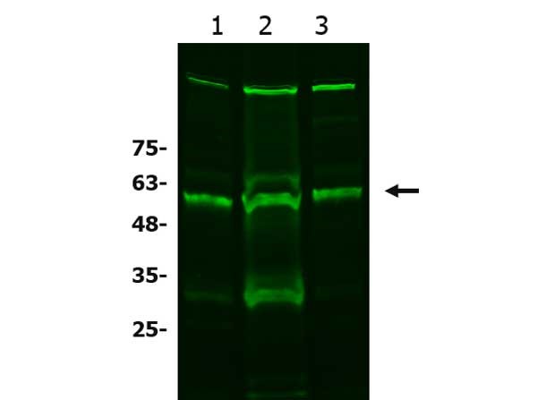 Western blot - Anti-xCT antibody (AB216876), expandable thumbnail