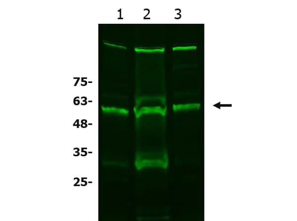 Western blot - Anti-xCT antibody (AB216876)