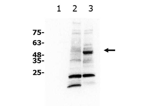 Western blot - Anti-xCT antibody (AB216876), expandable thumbnail