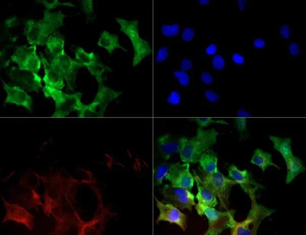 Immunocytochemistry/ Immunofluorescence - Anti-xCT antibody (AB37185)
