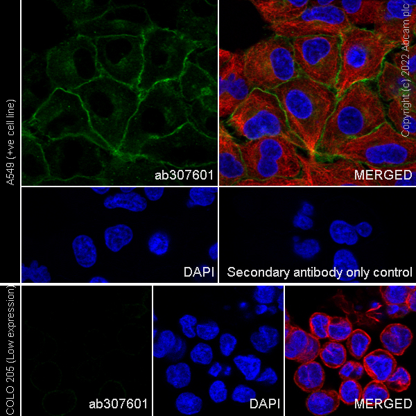 Immunocytochemistry/ Immunofluorescence - Anti-xCT antibody [EPR27115-64] (ab307601), expandable thumbnail