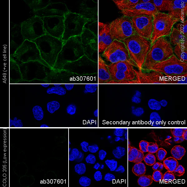 Anti-xCT antibody [EPR27115-64] Rabbit monoclonal (ab307601) | Abcam