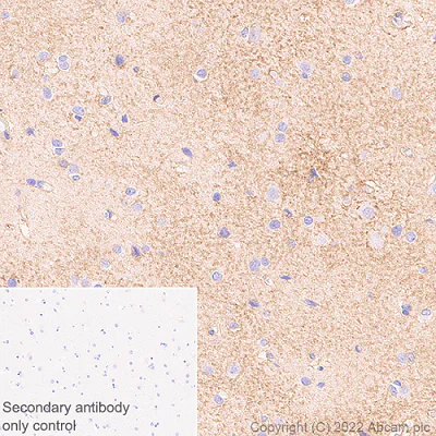 Anti-xCT antibody [EPR27115-64] Rabbit monoclonal (ab307601) | Abcam