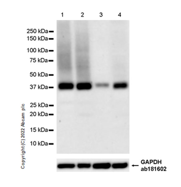 Western blot - Anti-xCT antibody [EPR27115-64] (ab307601), expandable thumbnail