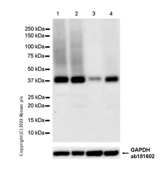 Western blot - Anti-xCT antibody [EPR27115-64] (AB307601)
