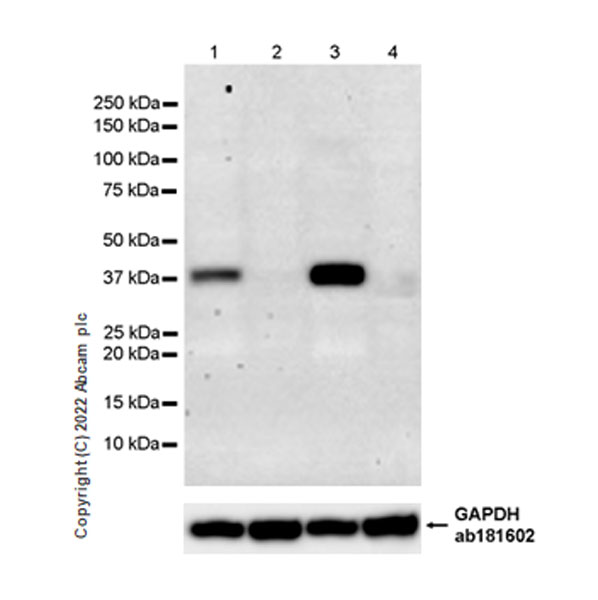 Western blot - Anti-xCT antibody [EPR27115-64] (AB307601), expandable thumbnail