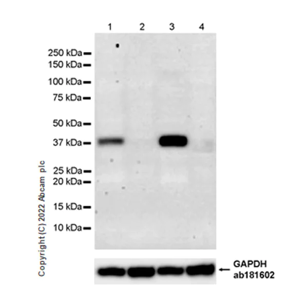 Western blot - Anti-xCT antibody [EPR27115-64] (AB307601)