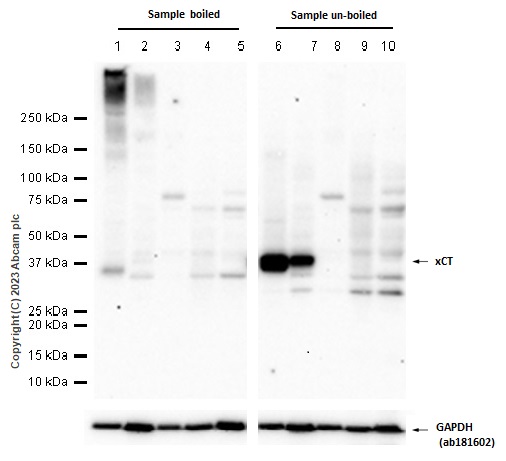 Western blot - Anti-xCT antibody [EPR27115-64] (AB307601), expandable thumbnail
