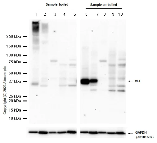 Western blot - Anti-xCT antibody [EPR27115-64] (AB307601)