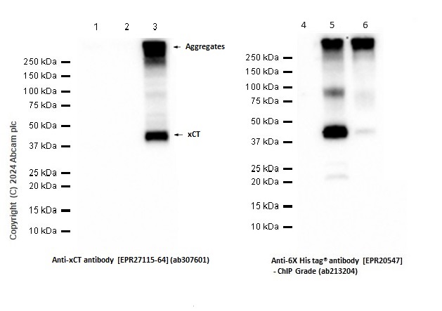 Western blot - Anti-xCT antibody [EPR27115-64] (ab307601), expandable thumbnail