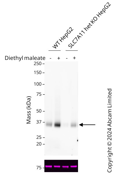 Western blot - Anti-xCT antibody [EPR27115-64] (AB307601), expandable thumbnail
