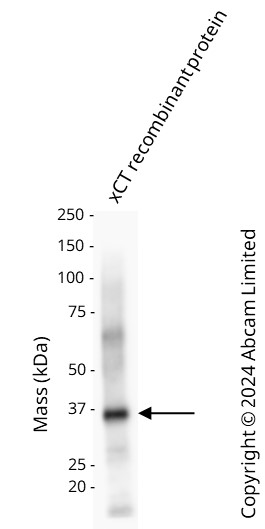 Western blot - Anti-xCT antibody [EPR27115-64] (AB307601), expandable thumbnail