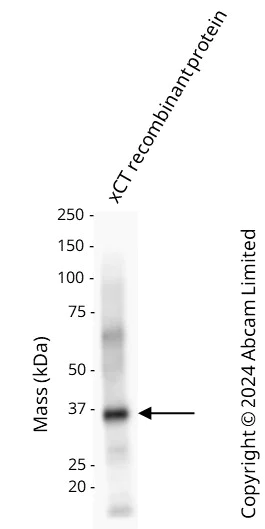 Anti-xCT 抗体 [EPR27115-64] (ab307601) | Abcam