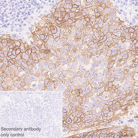 Immunohistochemistry (Formalin/PFA-fixed paraffin-embedded sections) - Anti-xCT antibody [EPR27115-64] - BSA and Azide free (AB307602)