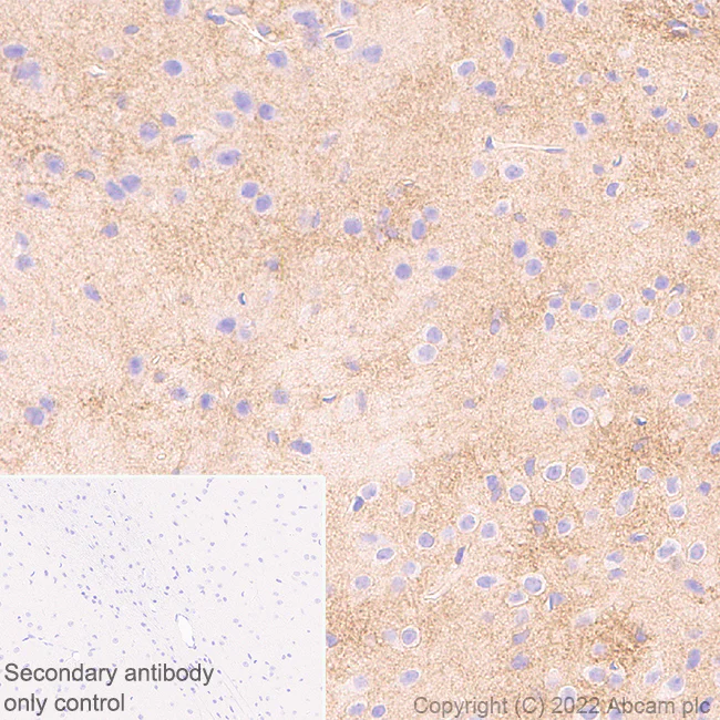 Immunohistochemistry (Formalin/PFA-fixed paraffin-embedded sections) - Anti-xCT antibody [EPR27115-64] - BSA and Azide free (AB307602)