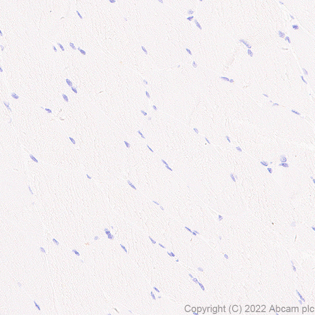Immunohistochemistry (Formalin/PFA-fixed paraffin-embedded sections) - Anti-xCT antibody [EPR27115-64] - BSA and Azide free (AB307602)