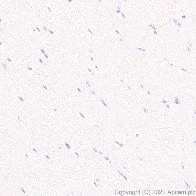 Immunohistochemistry (Formalin/PFA-fixed paraffin-embedded sections) - Anti-xCT antibody [EPR27115-64] - BSA and Azide free (AB307602)