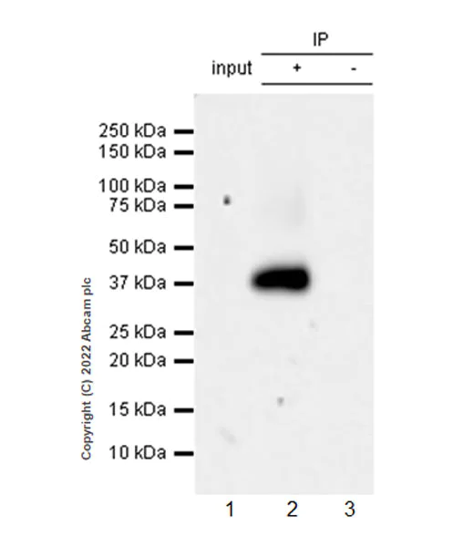 Immunoprecipitation - Anti-xCT antibody [EPR27115-64] - BSA and Azide free (AB307602)