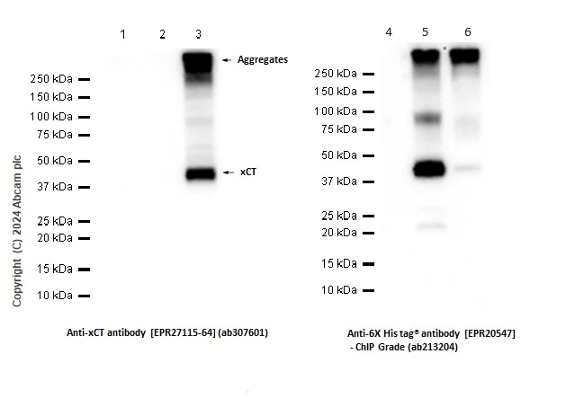Western blot - Anti-xCT antibody [EPR27115-64] - BSA and Azide free (AB307602)