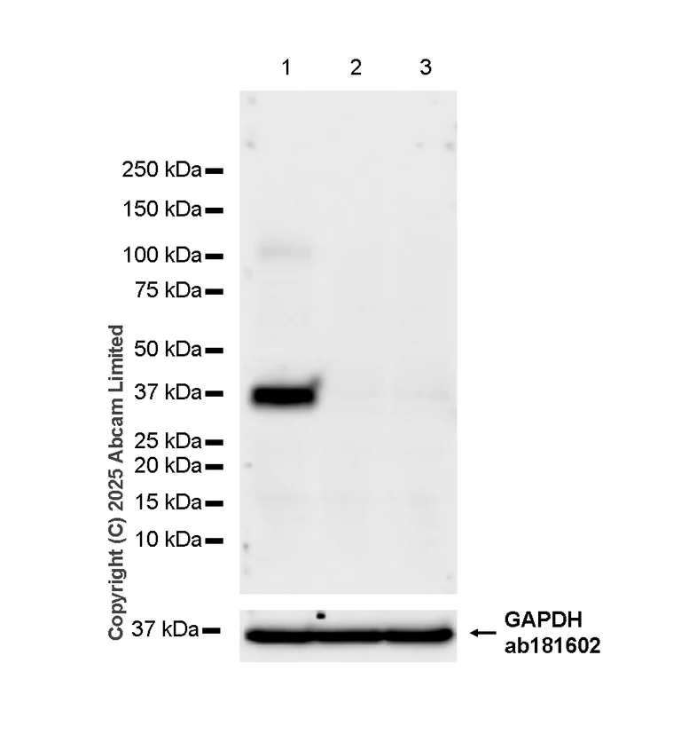 Western blot - Anti-xCT antibody [EPR27115-64] - BSA and Azide free (AB307602)