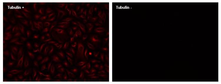 Immunocytochemistry/ Immunofluorescence - XFD750 Conjugation Kit (AB312814), expandable thumbnail