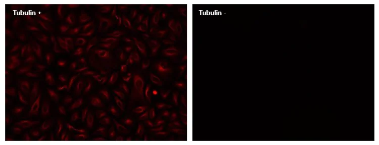 Immunocytochemistry/ Immunofluorescence - XFD750 Conjugation Kit (BSA compatible) (AB312813)