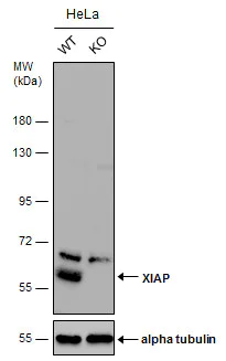 Western blot - Anti-XIAP antibody (AB137392)