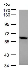 Western blot - Anti-XIAP antibody (AB137392)