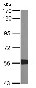 Western blot - Anti-XIAP antibody (AB137392)