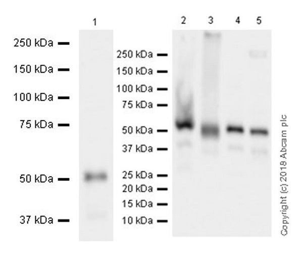 Western blot - Anti-XIAP antibody [EPR22189-113] (AB229050)