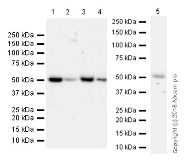 Western blot - Anti-XIAP antibody [EPR22189-113] - BSA and Azide free (AB238654)