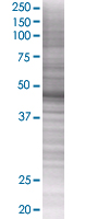 XIAP overexpression 293T lysate (whole cell)
