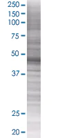 SDS-PAGE - XIAP overexpression 293T lysate (whole cell) (AB94239)