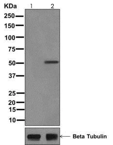 Western blot - Anti-XIAP (phospho S87) antibody [EPR572(N)] (AB175935)