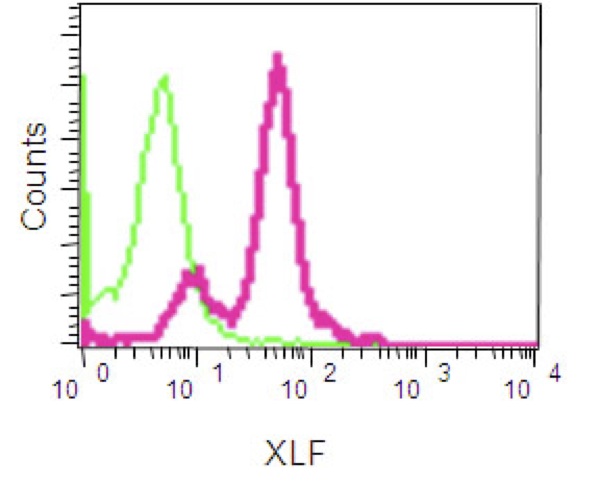 Flow Cytometry (Intracellular) - Anti-XLF antibody [EPR15882-36] - BSA and Azide free (AB232587), expandable thumbnail