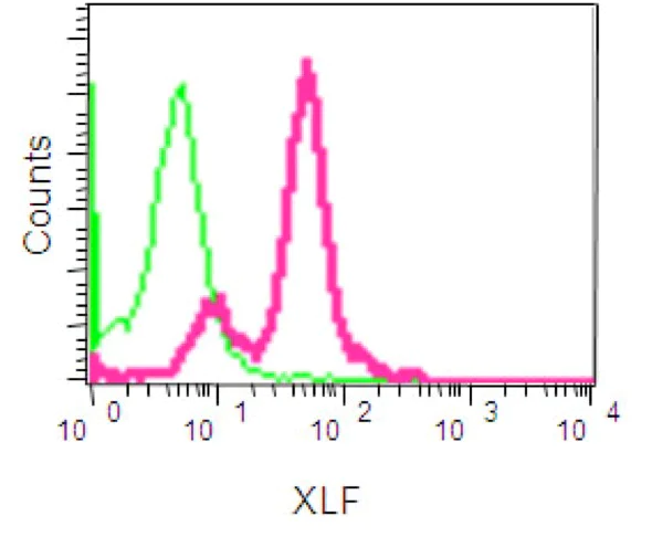 Flow Cytometry (Intracellular) - Anti-XLF antibody [EPR15882-36] - BSA and Azide free (AB232587)