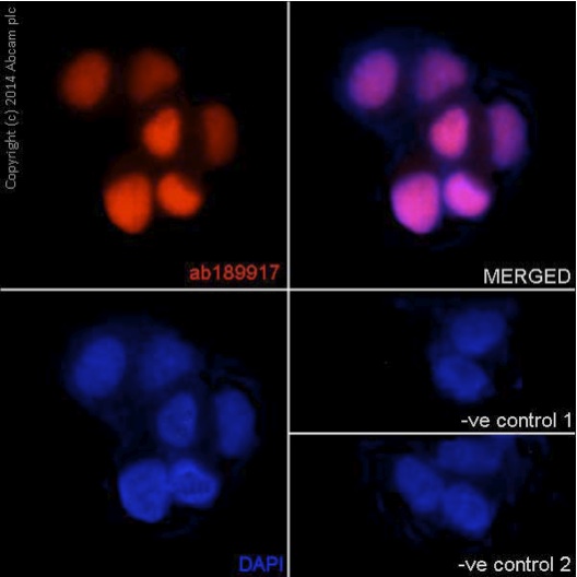 Immunocytochemistry/ Immunofluorescence - Anti-XLF antibody [EPR15882-36] - BSA and Azide free (AB232587), expandable thumbnail