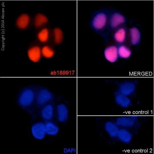 Immunocytochemistry/ Immunofluorescence - Anti-XLF antibody [EPR15882-36] - BSA and Azide free (AB232587)