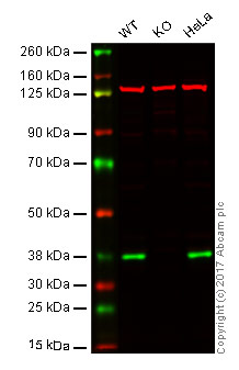 Western blot - Anti-XLF antibody [EPR15882-36] - BSA and Azide free (AB232587), expandable thumbnail