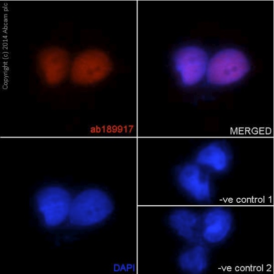 Immunocytochemistry/ Immunofluorescence - Anti-XLF antibody [EPR15882-36] - C-terminal (AB189917)