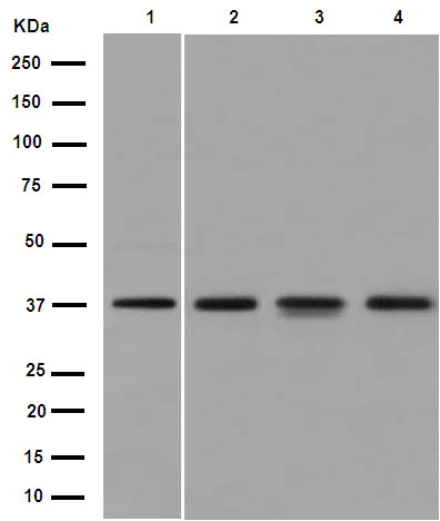 Western blot - Anti-XLF antibody [EPR15882-42] (AB189520)